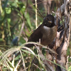 Turdus albicollis