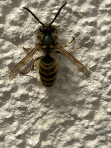 Common European Yellowjacket
