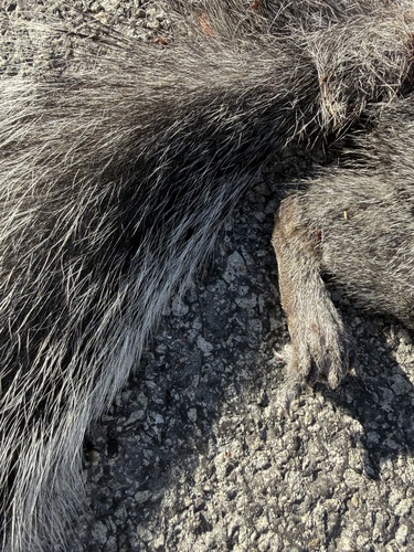 Western Gray Squirrel