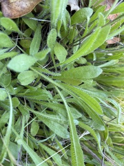 Leontodon saxatilis saxatilis