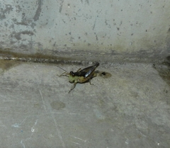 Paulinia acuminata