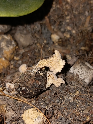 splitgill mushroom