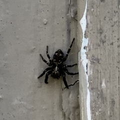 Pseudeuophrys erratica
