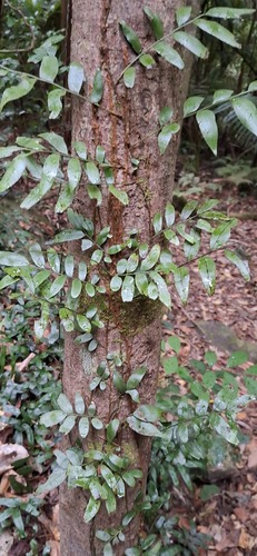 Arthropteris tenella observed 2026-10-10