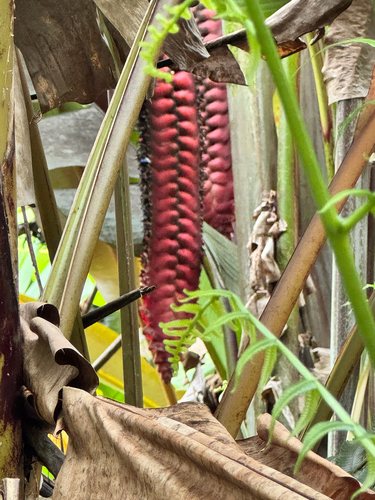 Heliconia mariae observed 2026-10-09