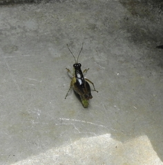 Paulinia acuminata