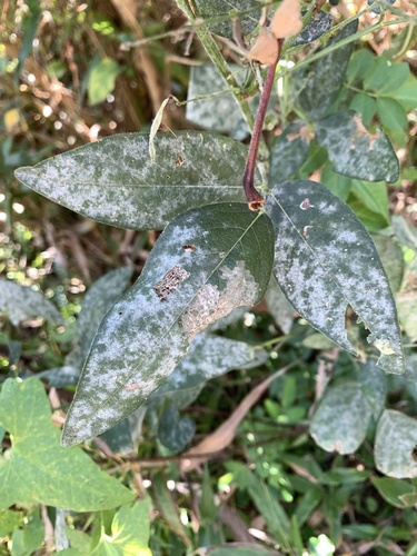 Erysiphe diffusa, 2026-10-09