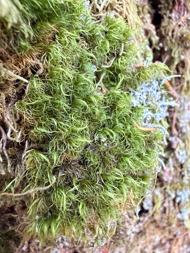 Dicranum fuscescens observed 2026-10-09