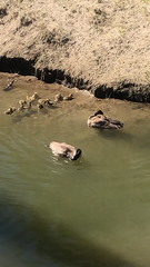 Branta canadensis