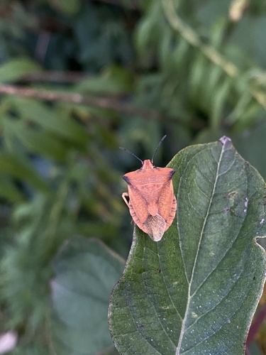 northern fruit bug