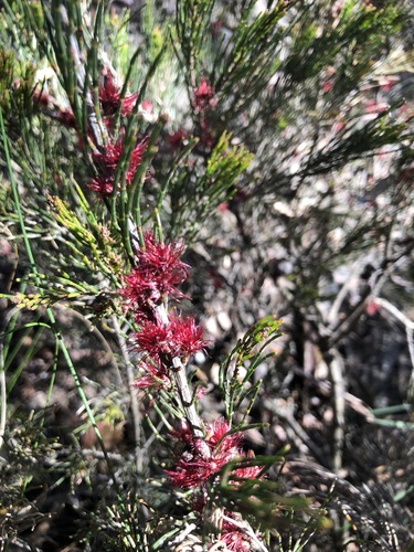 Allocasuarina nana observed 2026-10-10