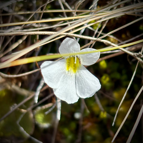 Ourisia caespitosa observed 2026-10-10