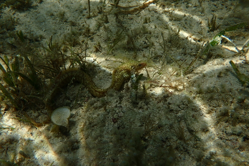 Gymnothorax richardsonii observed 2026-09-30