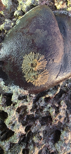 Tetraclitella karandei