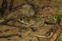 Pelodytes punctatus