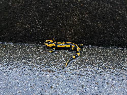 Fire Salamander