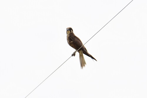 Brown Falcon