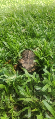 Rhinella marina observed 2026-10-09