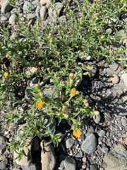 Heterotheca oregona