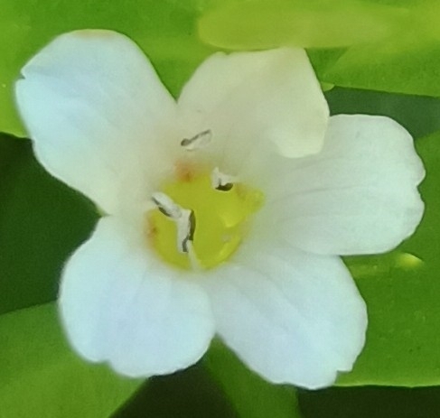 Bacopa monnieri observed 2026-10-09