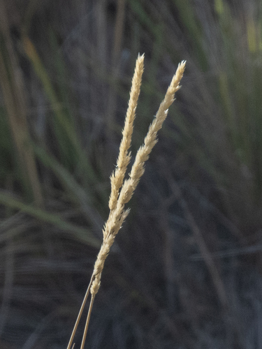 Trisetum glomeratum observed 2026-10-02