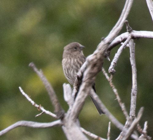 Haemorhous mexicanus observed 2026-10-02