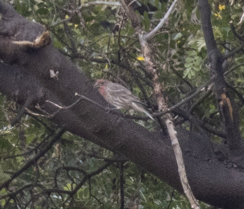 Haemorhous mexicanus observed 2026-10-02