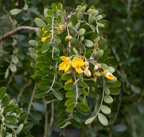 Sophora chrysophylla observed 2026-10-02