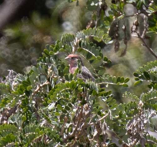 Haemorhous mexicanus observed 2026-10-02