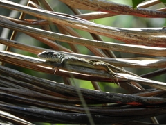 Kentropyx altamazonica