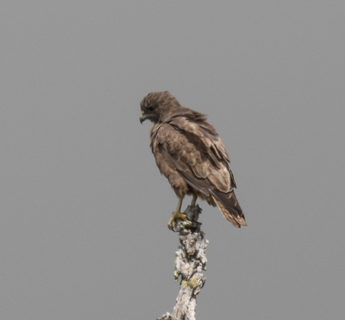 Buteo solitarius observed 2026-10-02