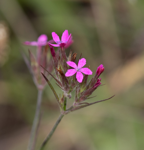 Dianthus armeria observed 2026-10-02