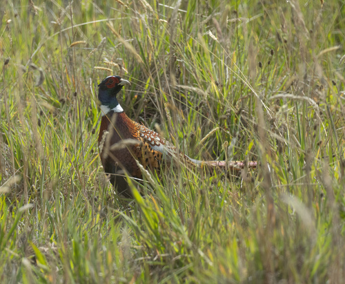 Phasianus colchicus, 2026-10-02