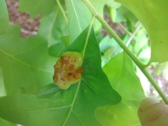 Neuroterus quercusirregularis