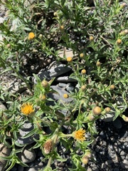Heterotheca oregona