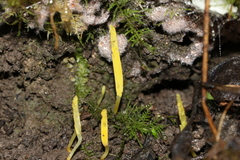 Ramariopsis simplex