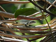 Kentropyx altamazonica