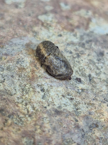 Reticulate Taildropper seen in Sonoma Valley