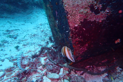 Coradion observed 2026-10-01
