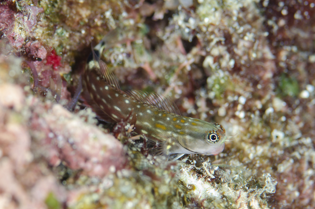 Monocle Coralblenny