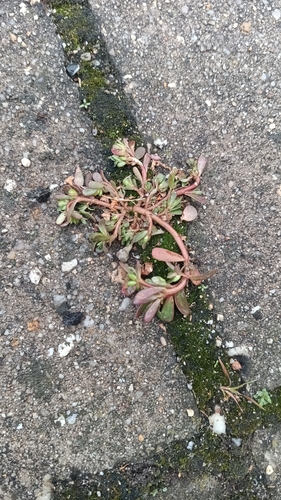 Common Purslane