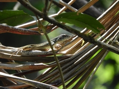 Kentropyx altamazonica