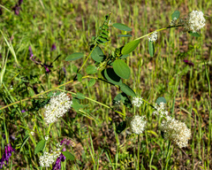 Ceanothus integerrimus macrothyrsus