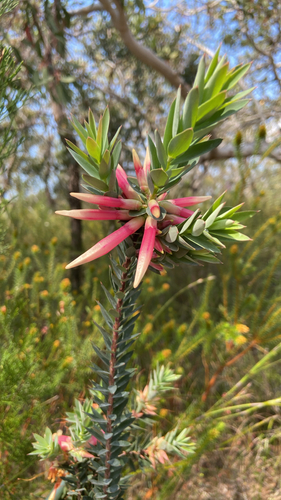 Styphelia triflora observed 2026-09-24