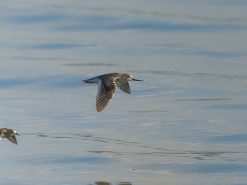 iNaturalist image