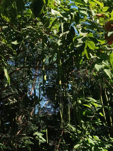 Cassia fistula observed 2026-10-10