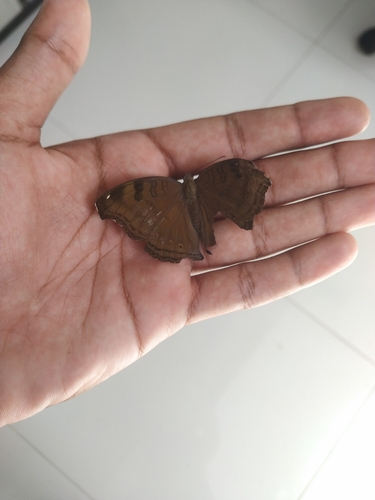 Chocolate Pansy