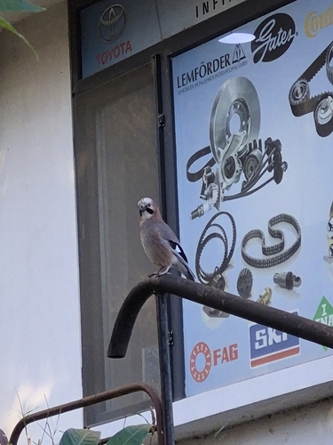 Eurasian Jay