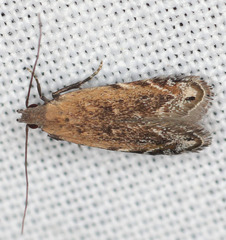 Battaristis concinnusella
