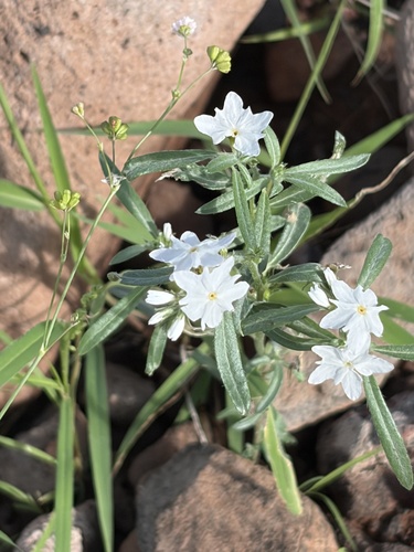 Euploca wigginsii (Euploca wigginsii)